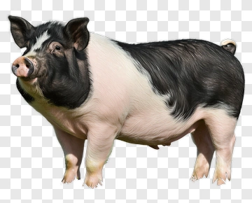 Black And White Pig PNG