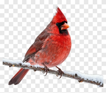 Red Cardinal Sitting On A Snowy Branch PNG