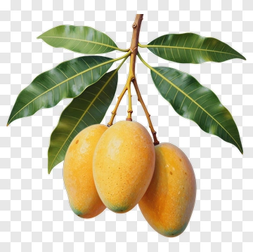 Mangoes With Green Leaves PNG
