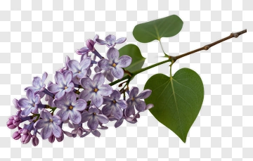 Lilac Flower Branch PNG