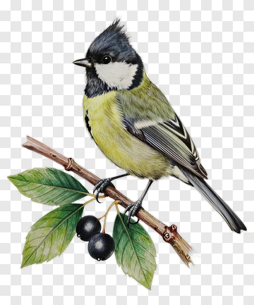 Colorful Blue Tit Bird On A Branch PNG