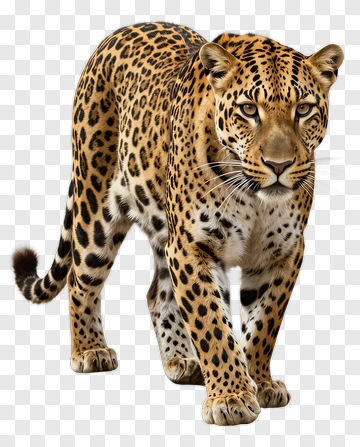 Leopard Walking PNG