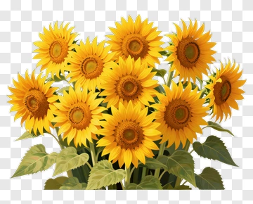 Bouquet Of Sunflowers PNG