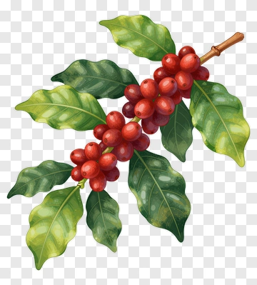 Coffee Plant With Red Berries And Green Leaves PNG