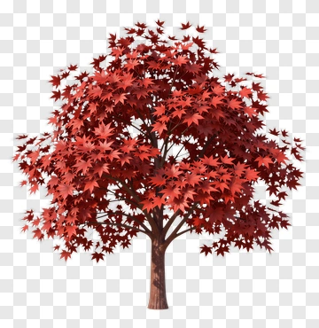 Colorful Maple Tree PNG