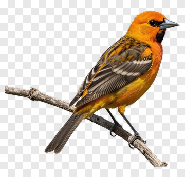 Colorful Bird Perched On A Branch PNG