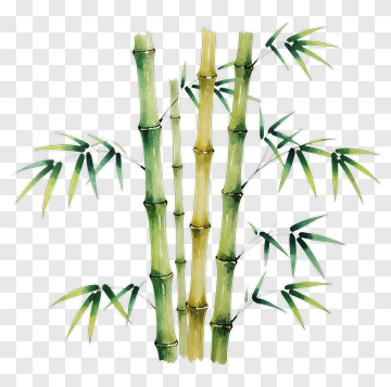 Bamboo Plant PNG