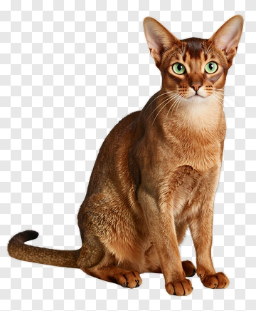 Sitting Cat With Green Eyes PNG