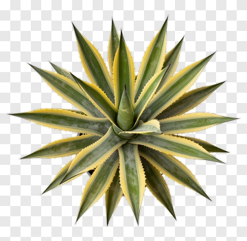 Agave Plant With Green And Yellow Leaves PNG