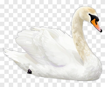 White Swan PNG