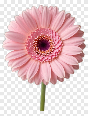 Pink Flower With Layered Petals PNG