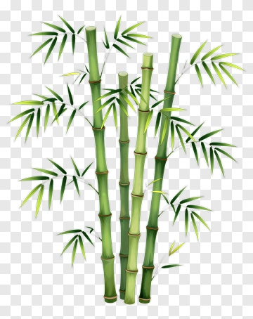 Bamboo Plant With Green Leaves PNG