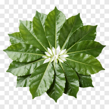 Arrangement Of Green Leaves In A Radial Pattern PNG