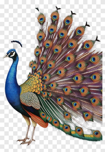 Colorful Peacock Displaying Its Feathers PNG