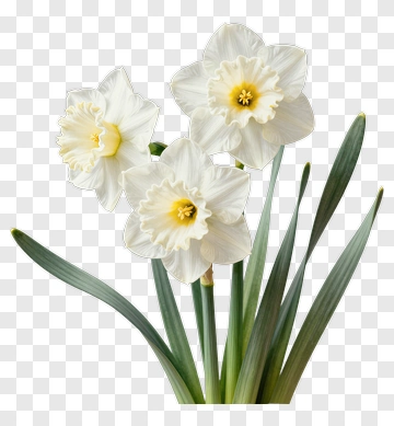 White Daffodil Flowers PNG