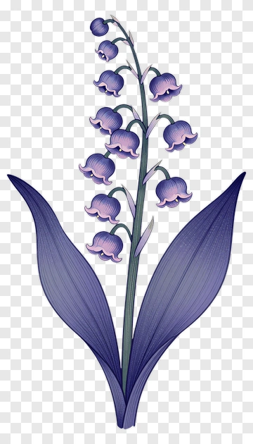 Purple Lily Of The Valley Flower PNG