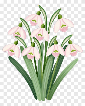 Snowdrop Flower Bouquet PNG
