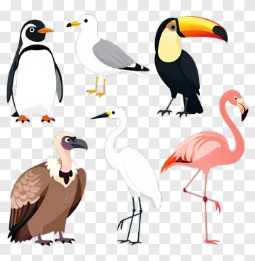 Colorful Birds Collection PNG