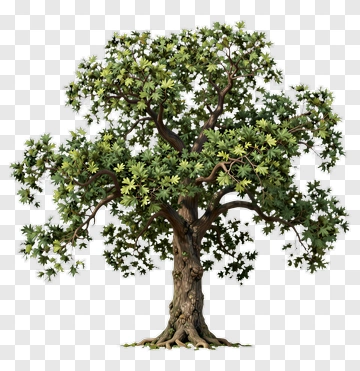 3D Tree With Green Leaves PNG