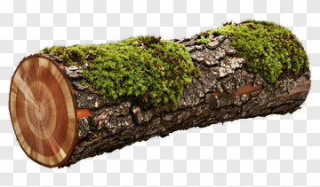 Log Covered In Green Moss PNG