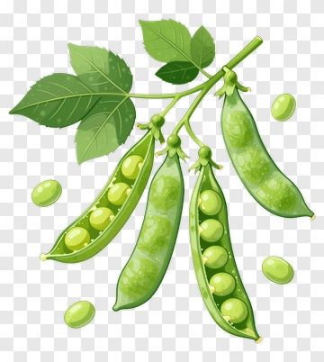 Green Peas With Leaves PNG