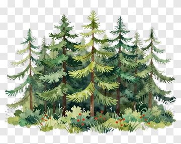 Watercolor Forest With Pine Trees And Greenery PNG