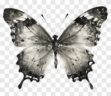 Black And White Butterfly PNG