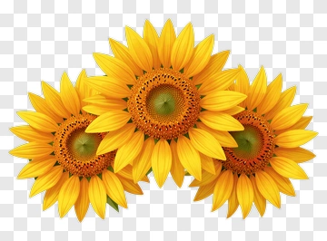 Three Sunflowers PNG