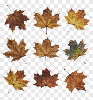 Collection Of Autumn Maple Leaves PNG