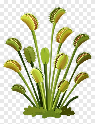Venus Flytrap Plant PNG