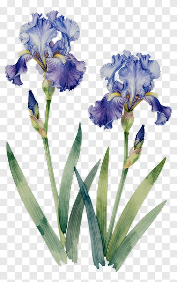 Watercolor Purple Iris Flowers PNG