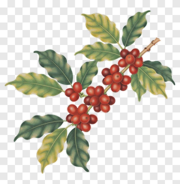 Coffee Plant With Red Berries And Green Leaves PNG