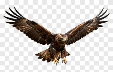 Golden Eagle In Flight PNG