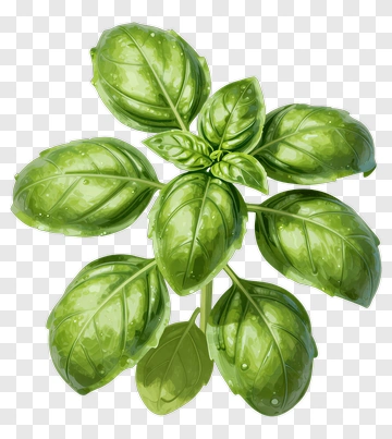 Basil Plant With Lush Green Leaves PNG
