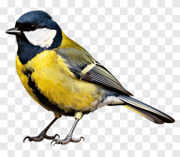 Realistic Blue Tit Bird PNG