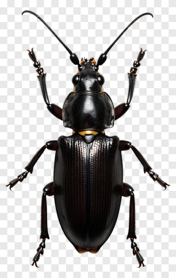 Black Beetle PNG