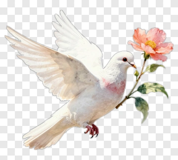 White Dove Holding A Flower PNG
