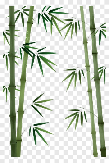 Bamboo Stalks With Green Leaves PNG
