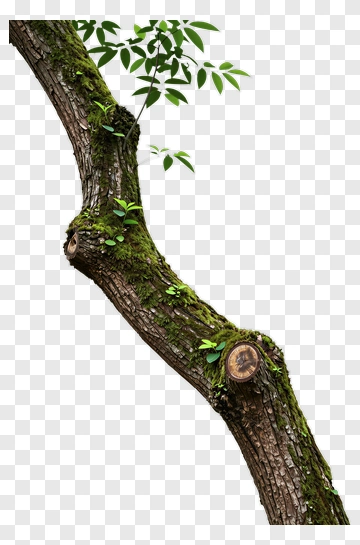 Mossy Tree Branch With Green Leaves PNG