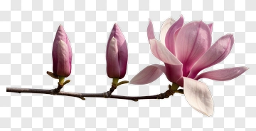 Magnolia Flower Branch With Buds PNG