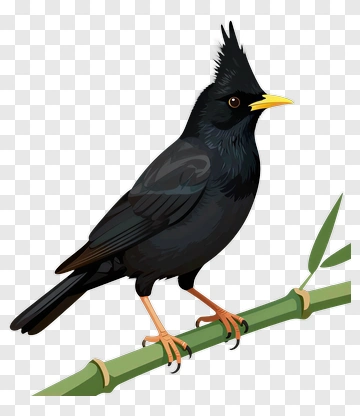 Black Bird Perched On A Bamboo Branch PNG