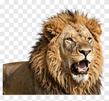 Lion Roaring With Majestic Mane PNG