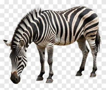 Zebra Grazing On Grass PNG