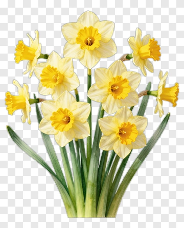 Yellow Daffodil Flower Bouquet PNG