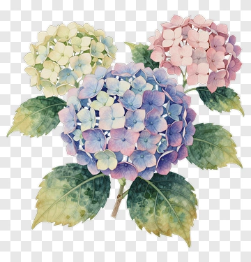 Watercolor Hydrangea Flower Bouquet PNG