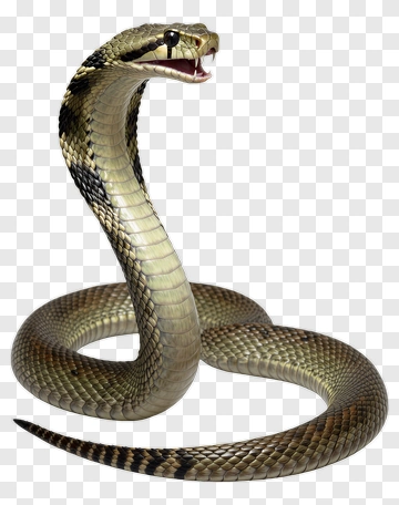 Realistic Snake With Raised Head PNG