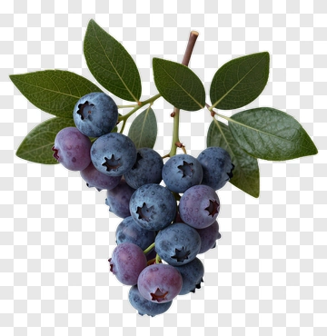 Blueberries With Green Leaves PNG