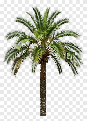 Palm Tree PNG