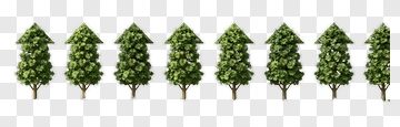 Row Of Green Trees PNG