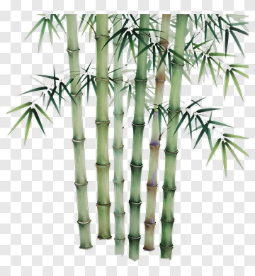 Bamboo Forest PNG